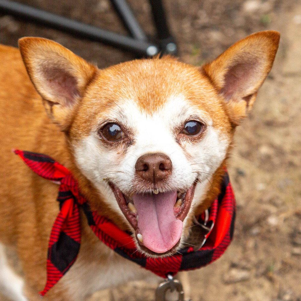 Enlarge Charley, a Adoptable mixed breed in Bloomfield, CT image 2/3