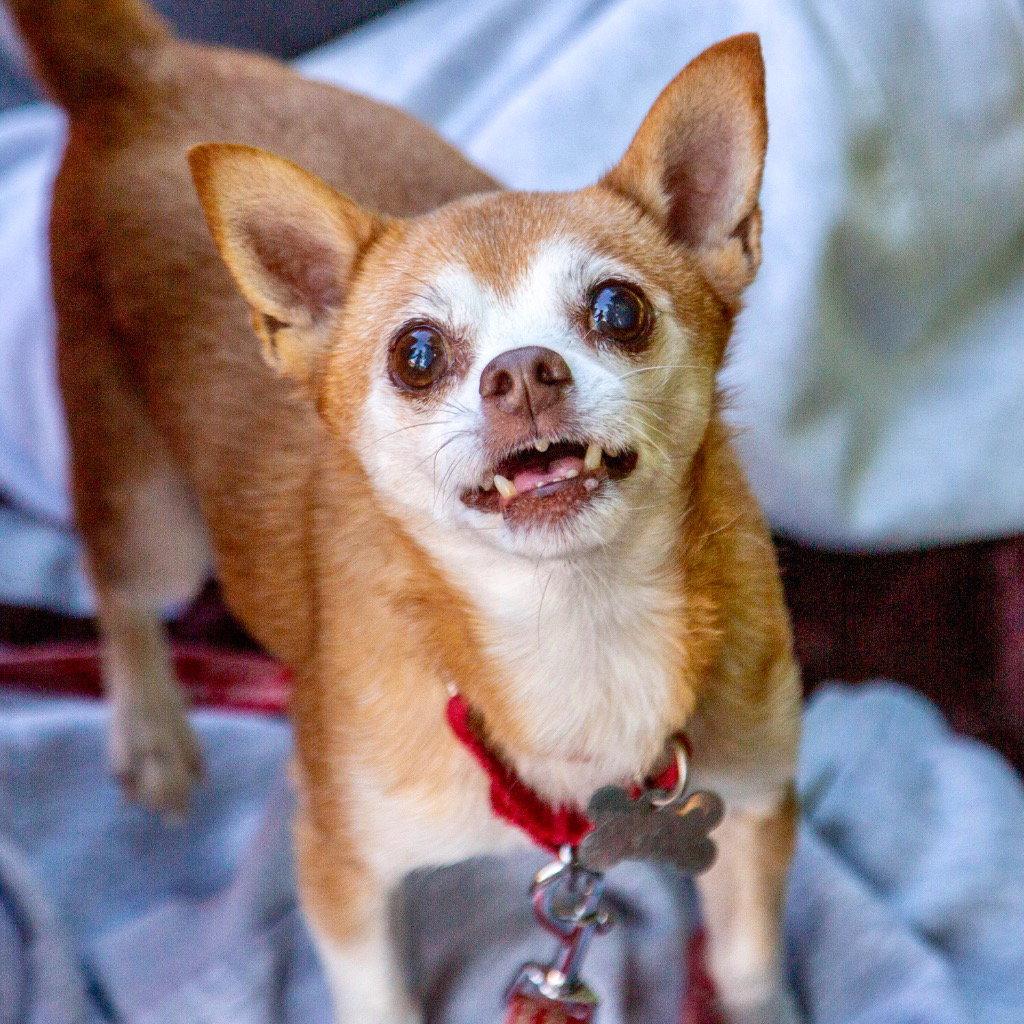 Enlarge Charley, a Adoptable mixed breed in Bloomfield, CT image 3/3