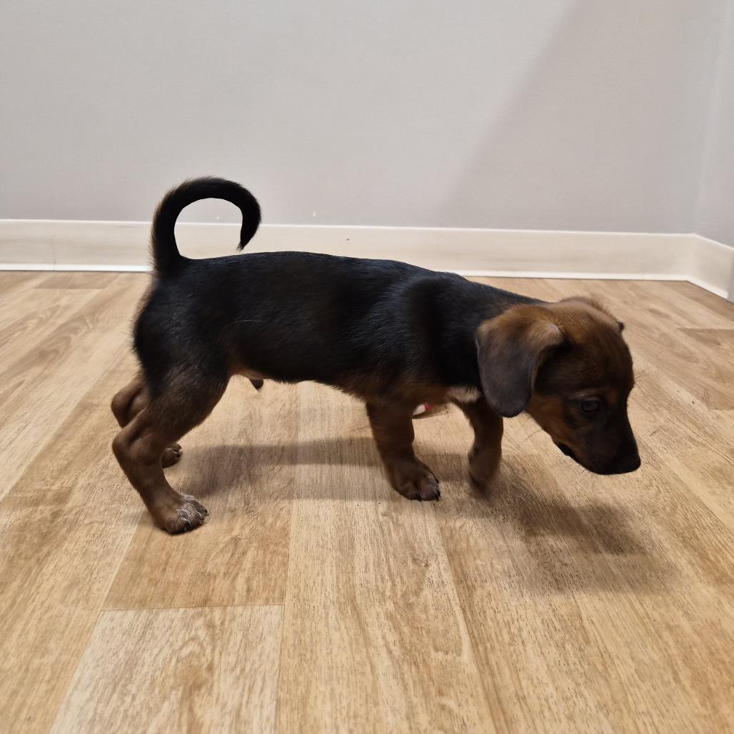 Rasta, Adoptable, Puppy Male Mixed Breed & Mixed Breed.