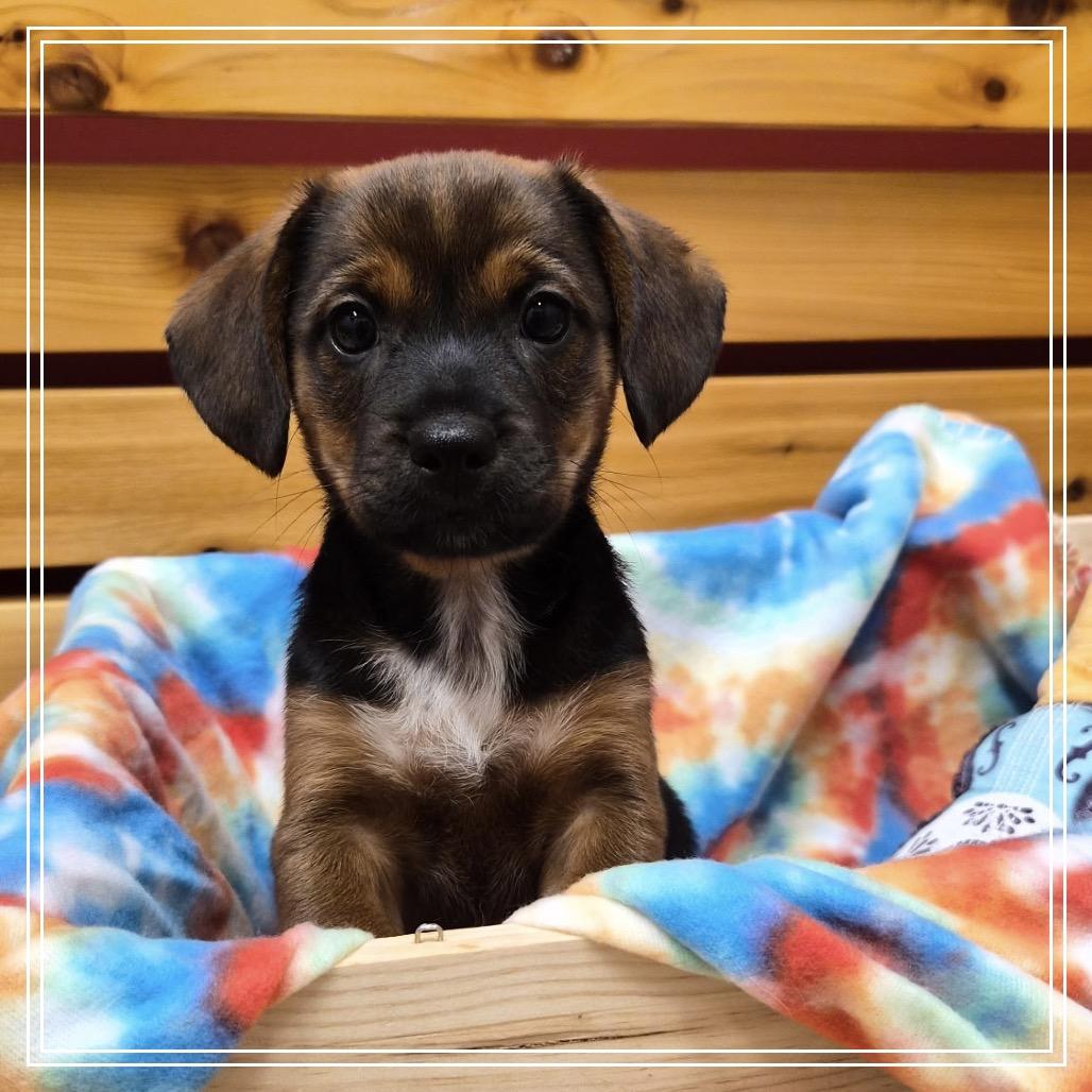 Enlarge Rasta, a Adoptable mixed breed in Woodstock, IL image 2/6