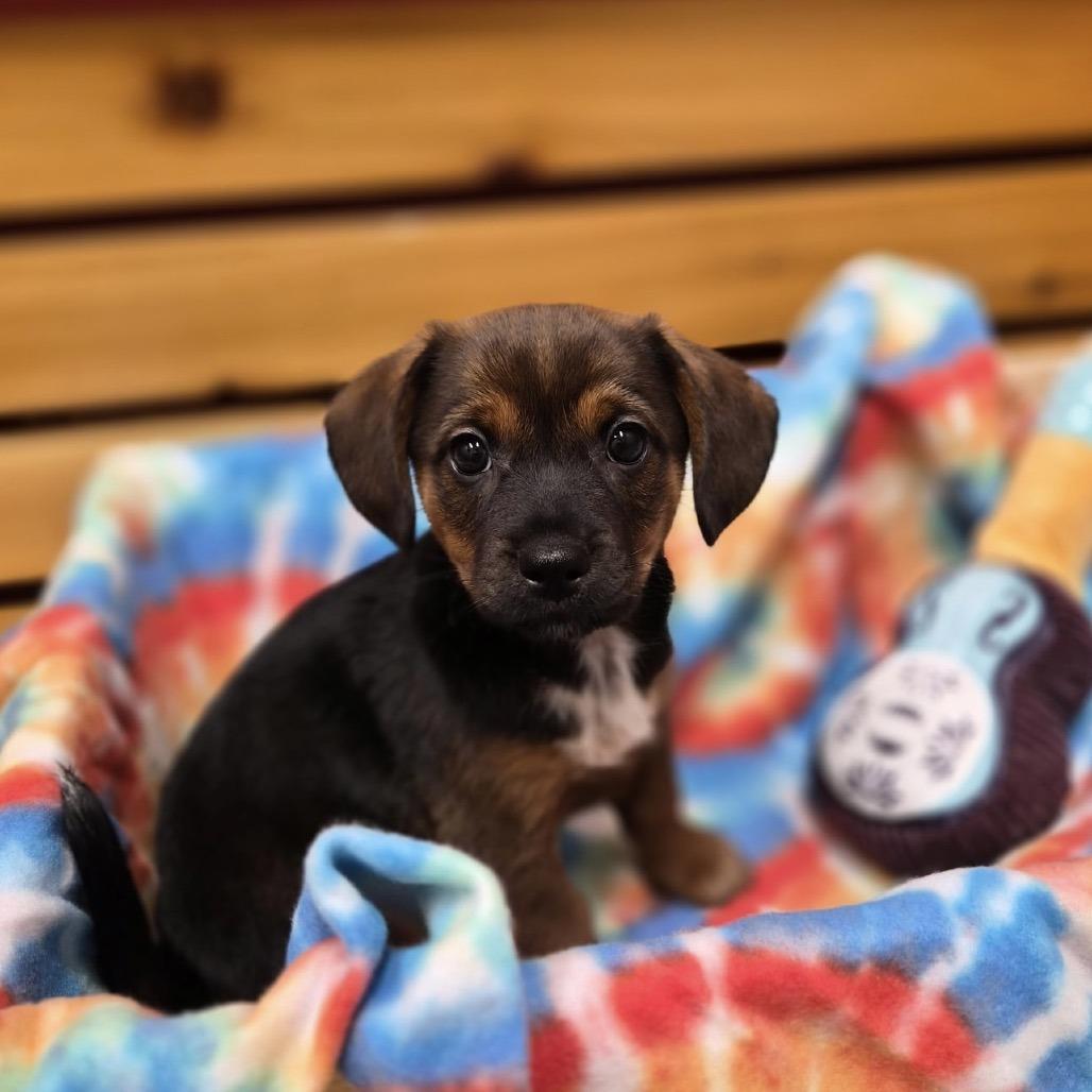 Enlarge Rasta, a Adoptable mixed breed in Woodstock, IL image 3/6