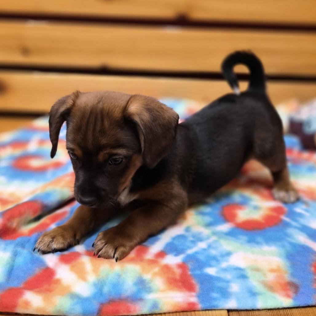 Enlarge Rasta, a Adoptable mixed breed in Woodstock, IL image 4/6
