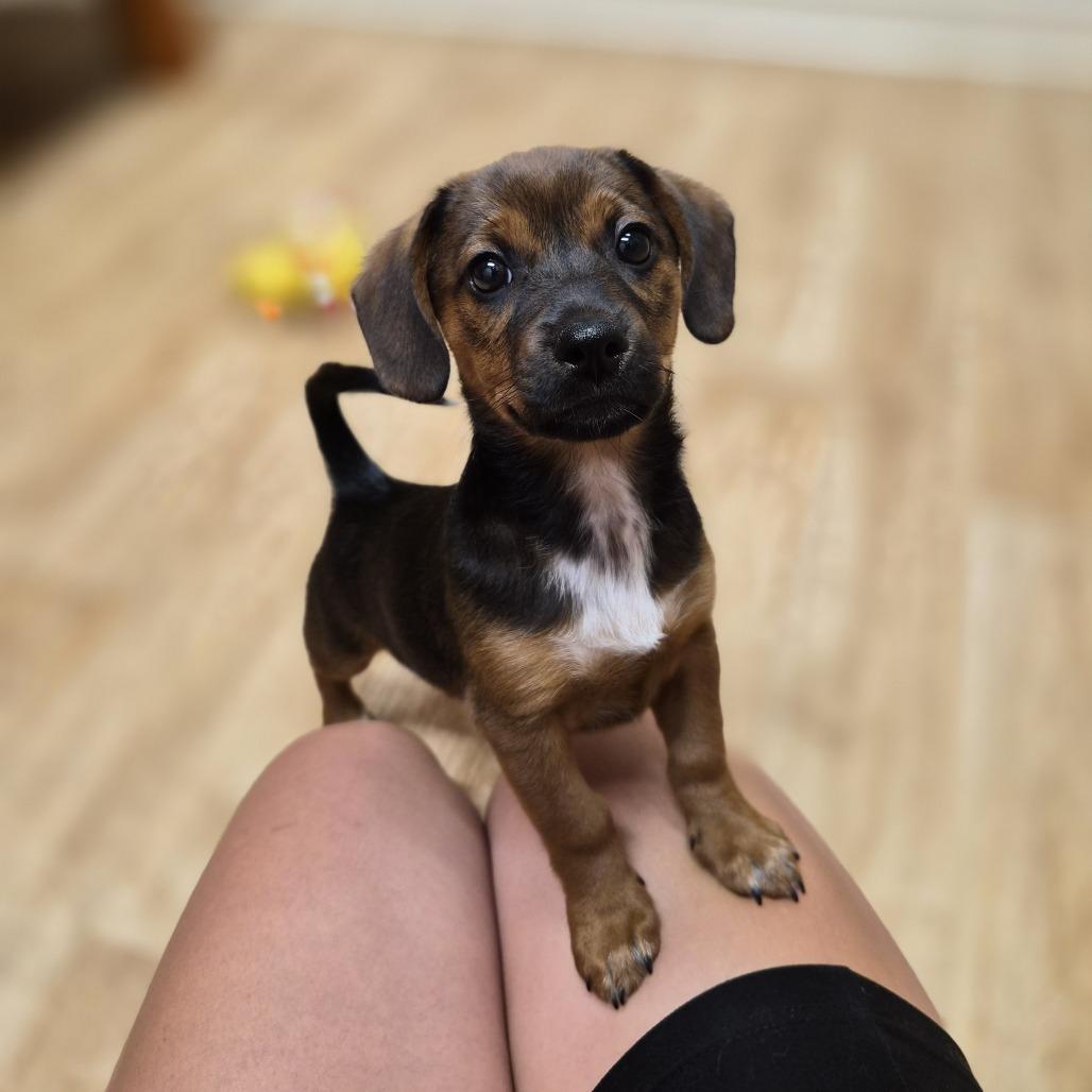 Enlarge Rasta, a Adoptable mixed breed in Woodstock, IL image 5/6
