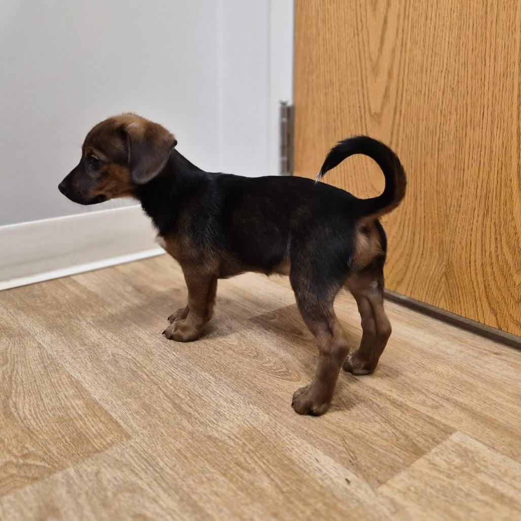 Enlarge Rasta, a Adoptable mixed breed in Woodstock, IL image 6/6