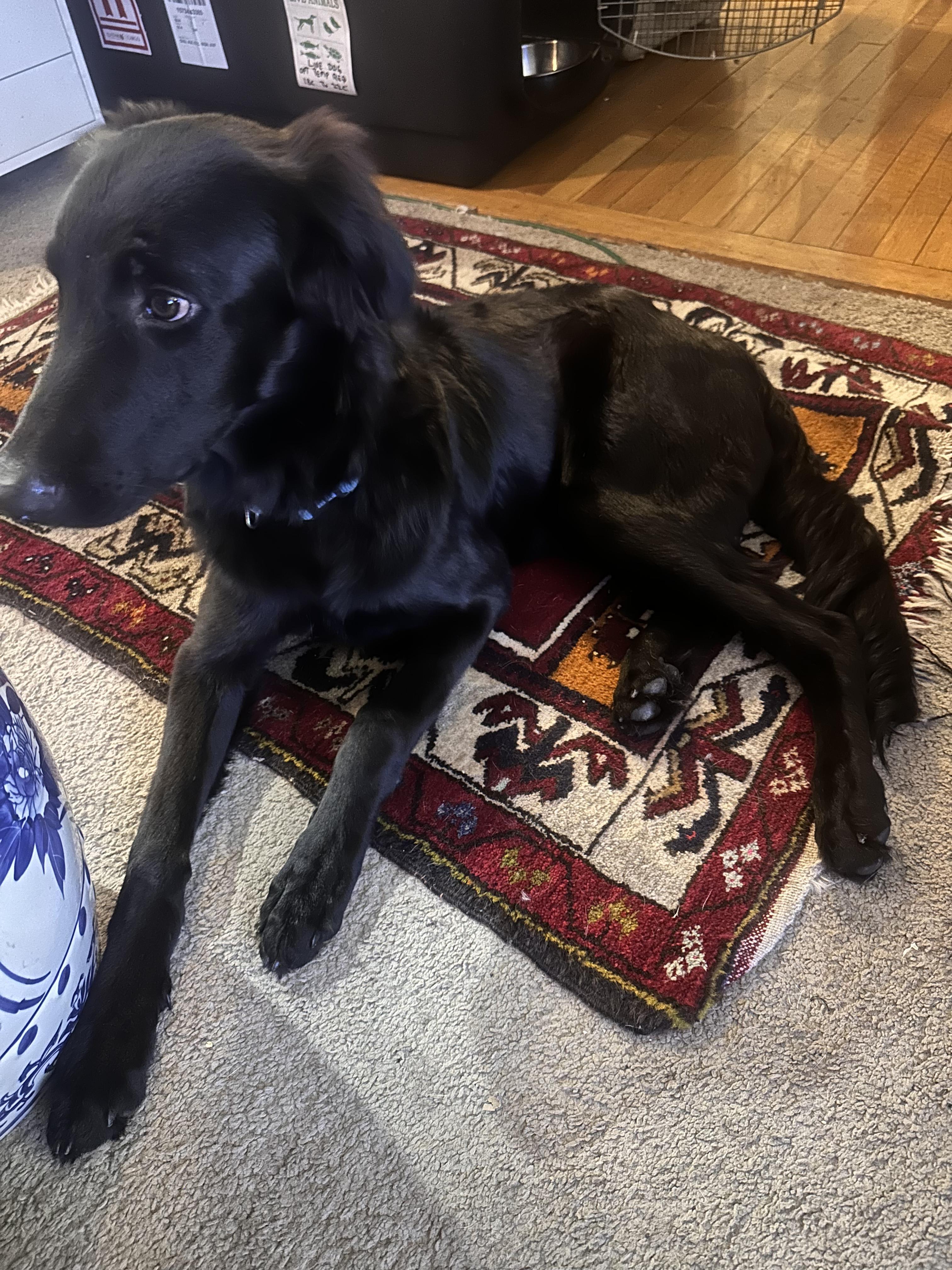 Enlarge Shujaa From Qatar, a Adoptable Saluki in Chelmsford, MA image 3/6