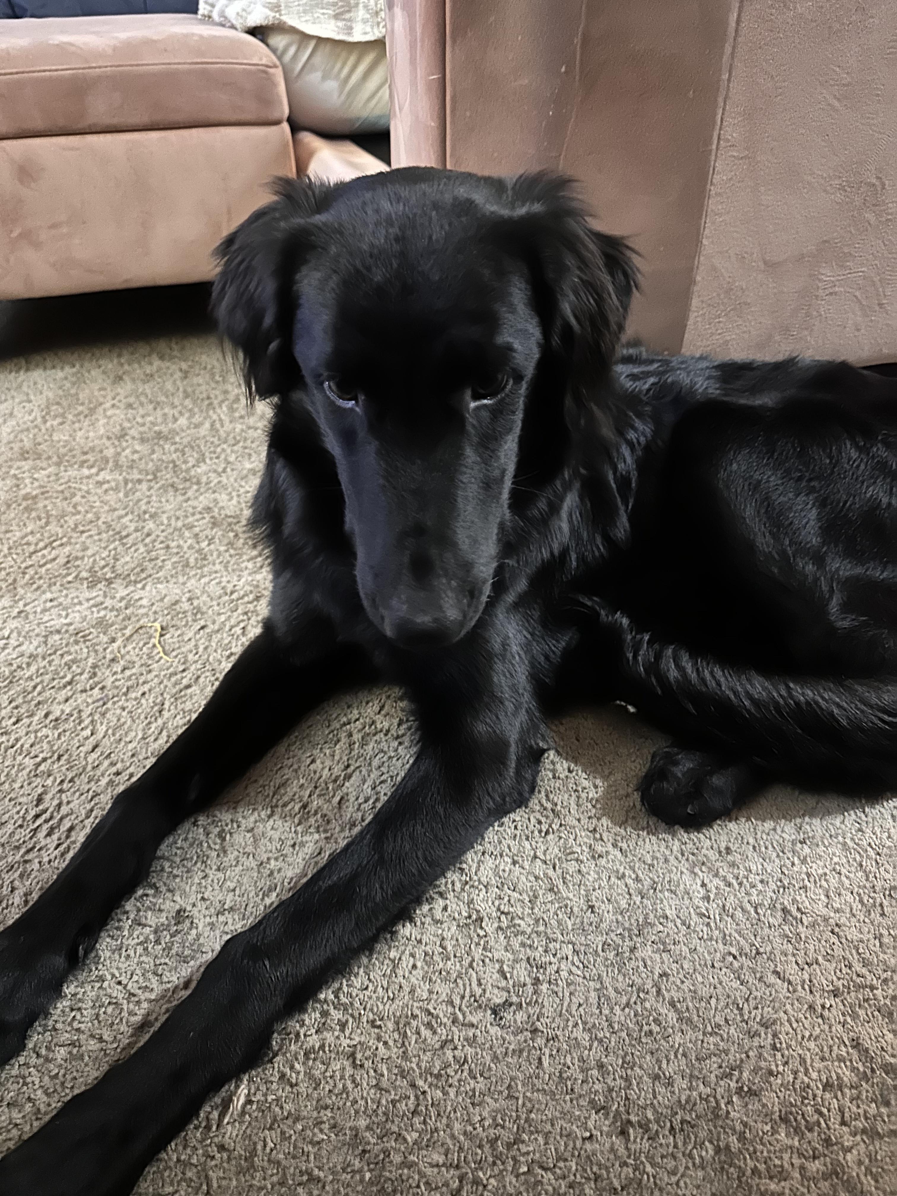 Enlarge Shujaa From Qatar, a Adoptable Saluki in Chelmsford, MA image 4/6