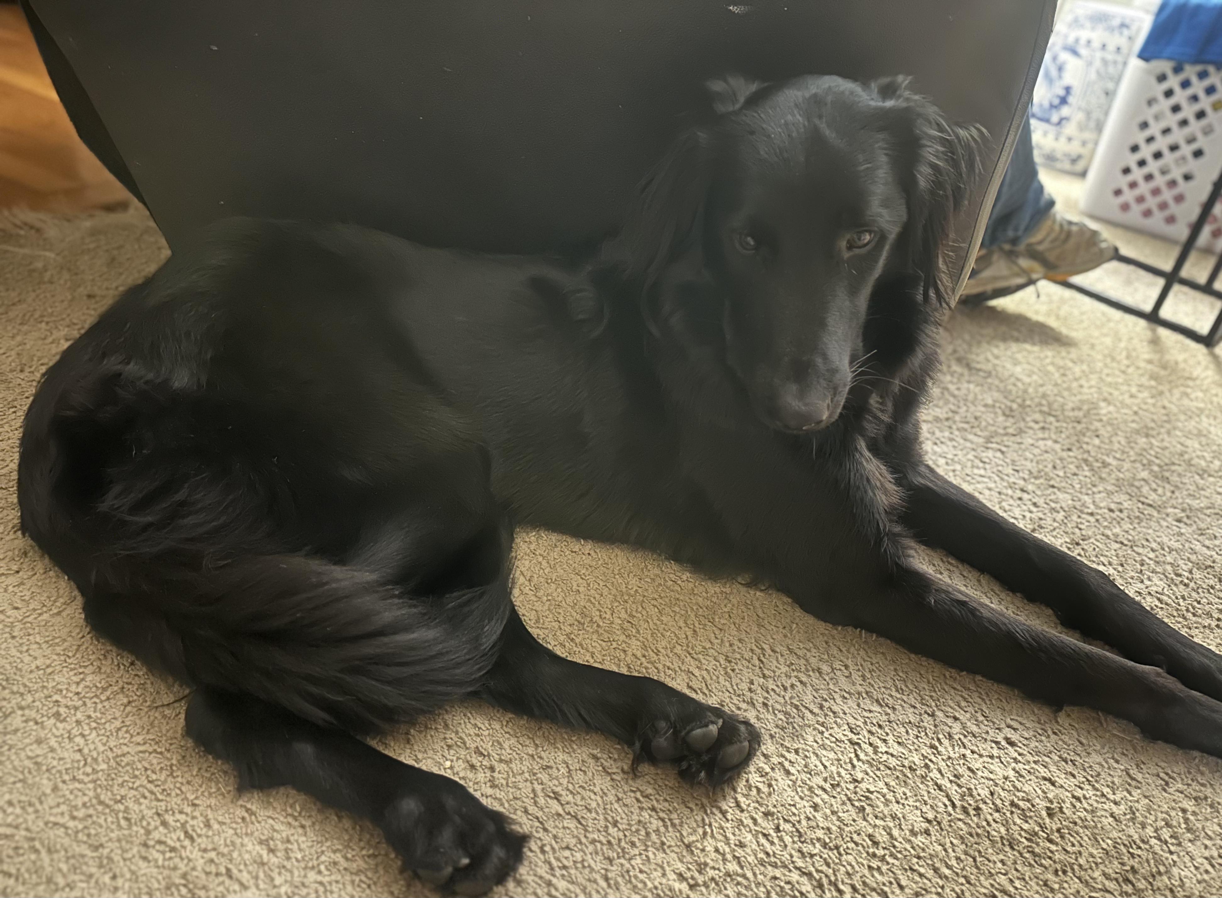 Enlarge Shujaa From Qatar, a Adoptable Saluki in Chelmsford, MA image 2/6