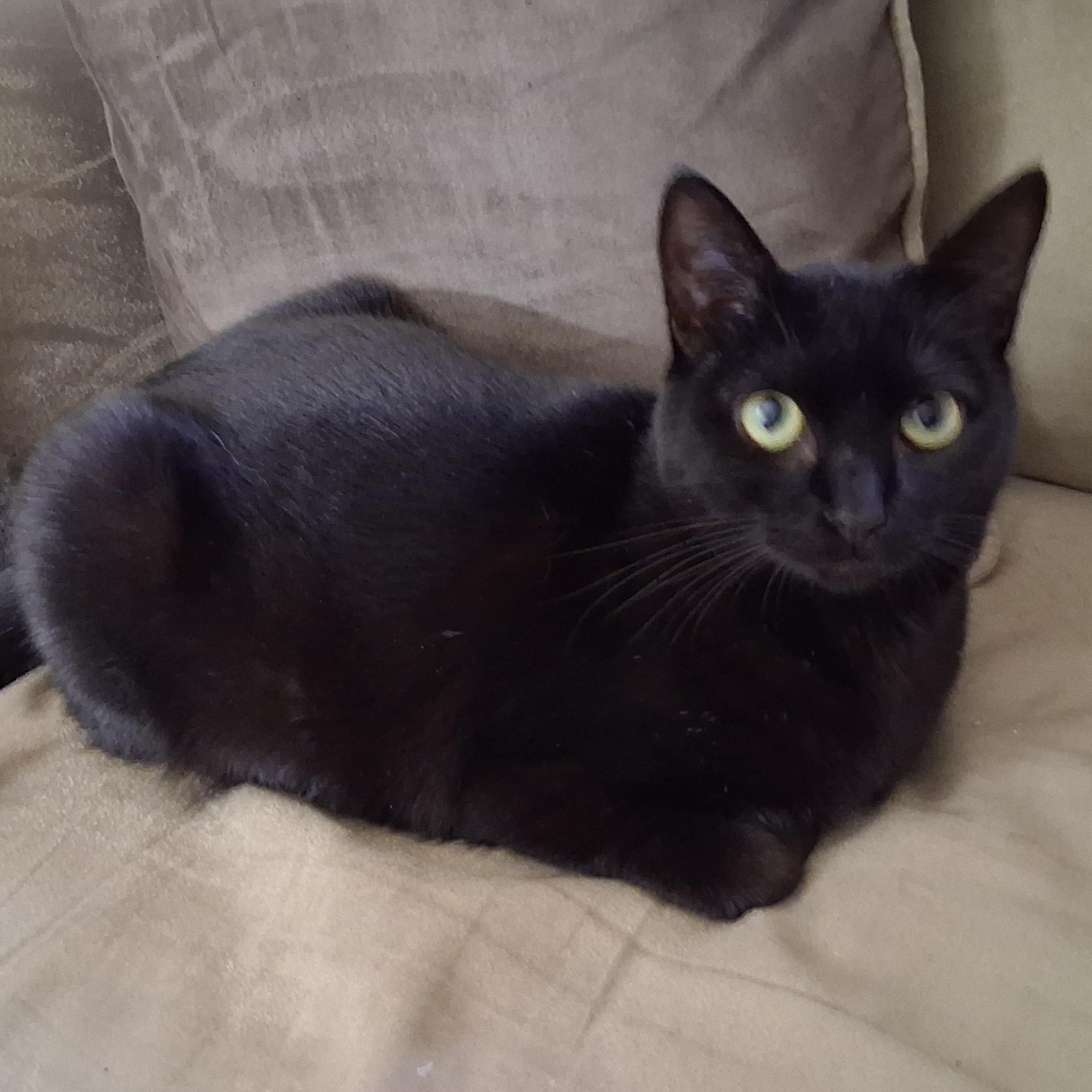 Midnight, a Adoptable mixed breed in Benicia, CA image 1/3