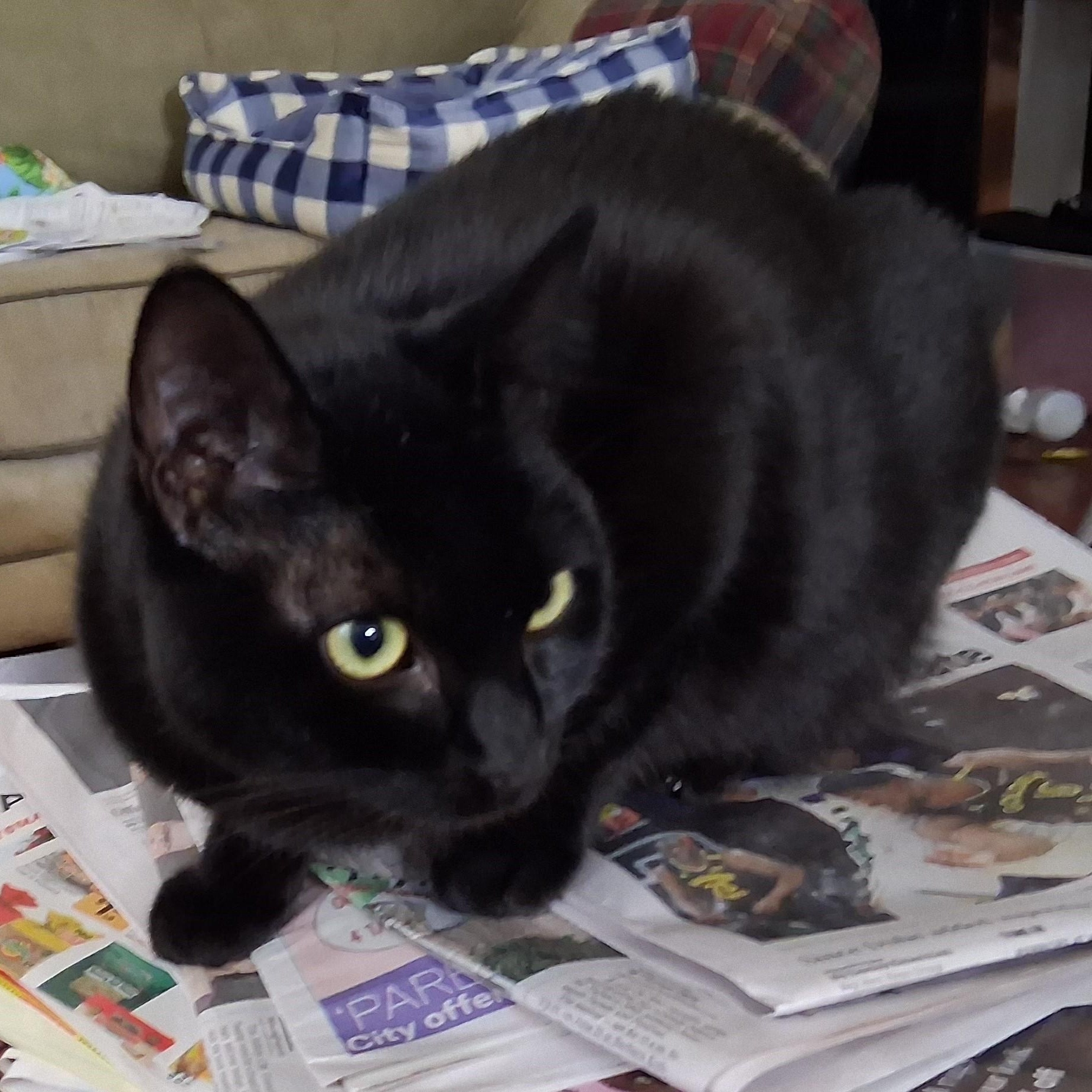 Midnight, a Adoptable mixed breed in Benicia, CA image 2/3