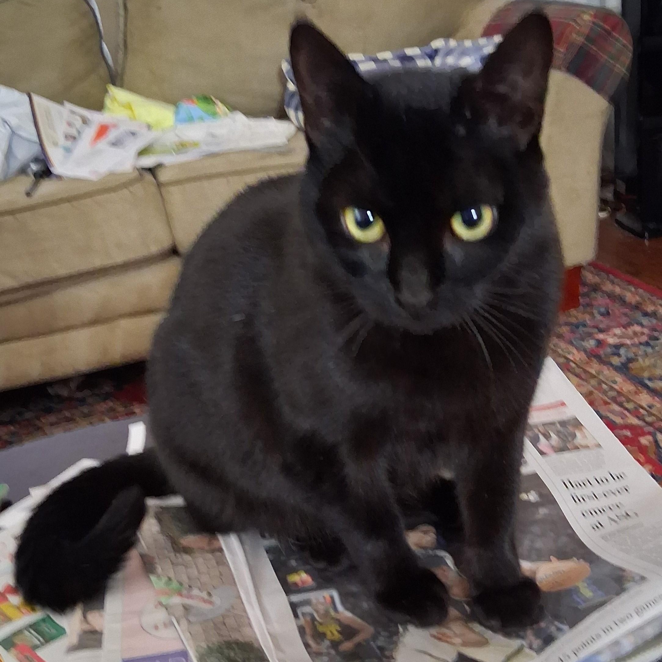 Midnight, a Adoptable mixed breed in Benicia, CA image 3/3