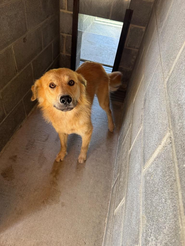 Enlarge Rusty, a Adopted mixed breed in Shelbyville, TN image 1/1