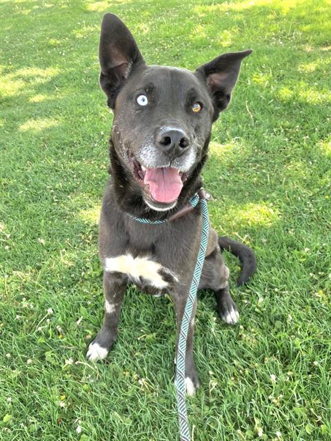 DAISY, Adoptable, Young Female Australian Shepherd & Mixed Breed.