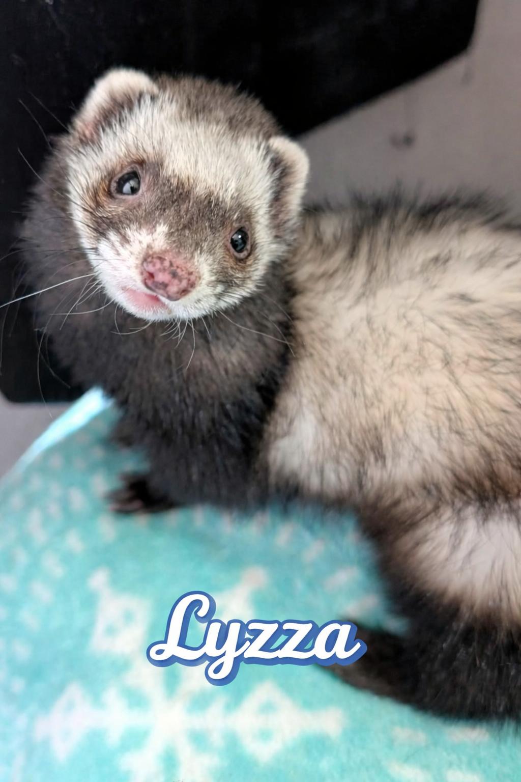 Lyzza, ADOPTABLE, Adult Female Ferret.