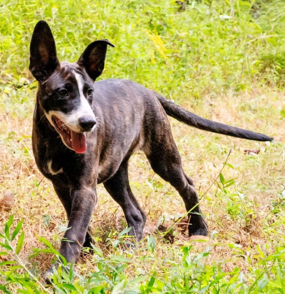 Alberta, Adoptable, Puppy Female Terrier.