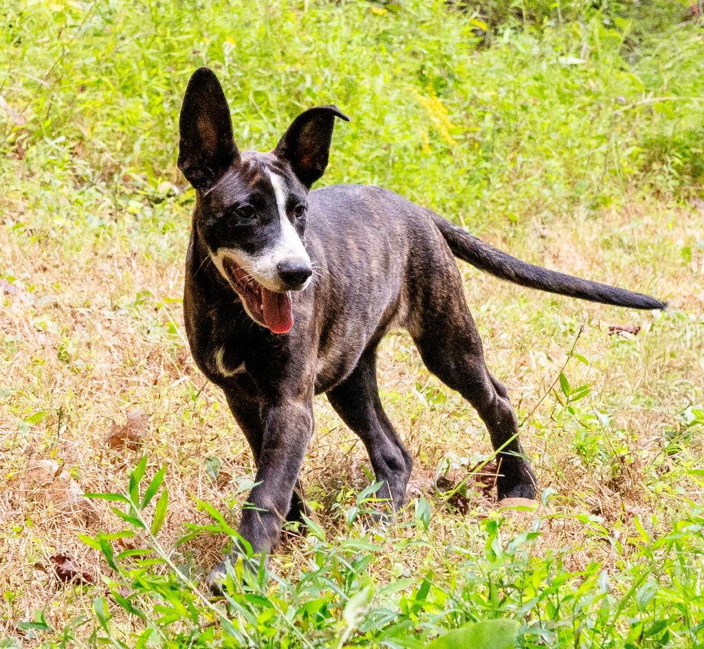 Enlarge Alberta, a Adoptable Terrier in Ellijay, GA image 2/3