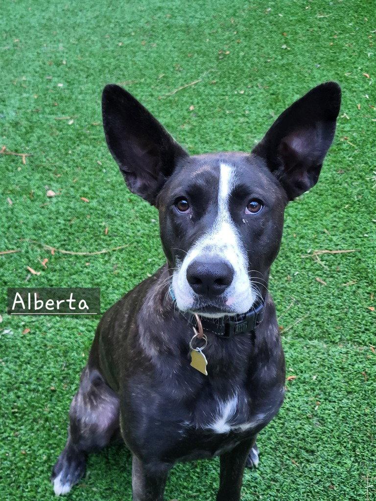 Alberta, Adoptable, Young Female Terrier.