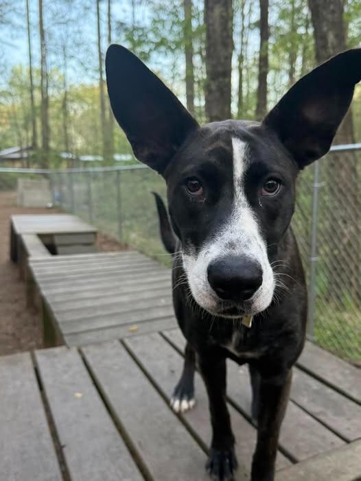 Enlarge Alberta, a Adoptable Terrier in Ellijay, GA image 3/3
