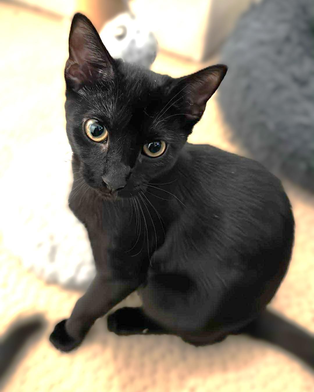 Nova, a Adoptable mixed breed in Allen, TX image 4/5