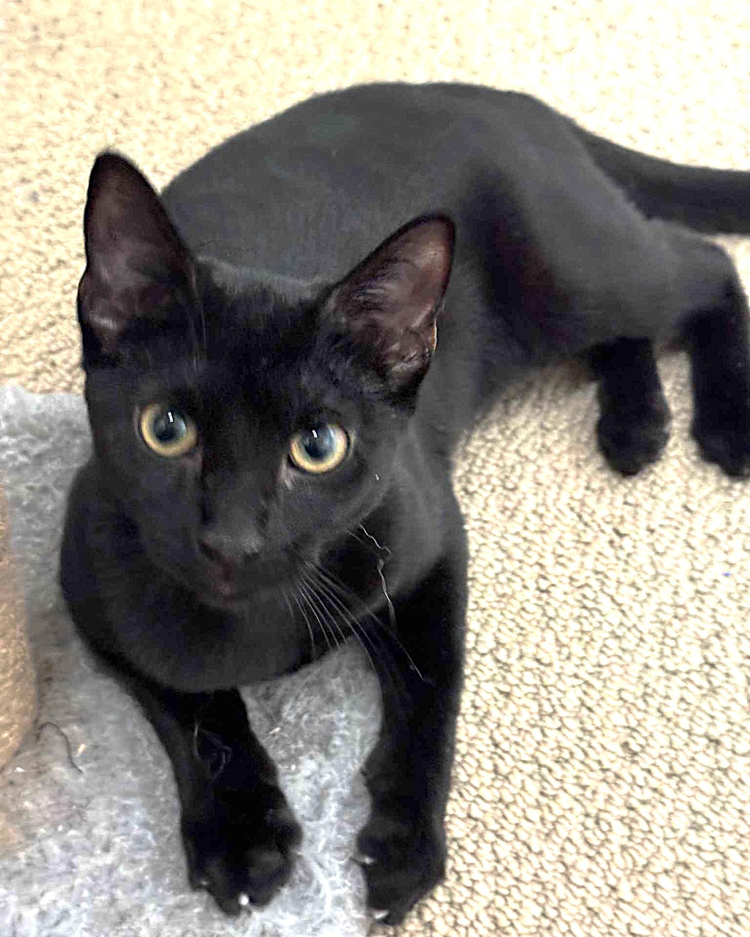 Nova, a Adoptable mixed breed in Allen, TX image 1/5