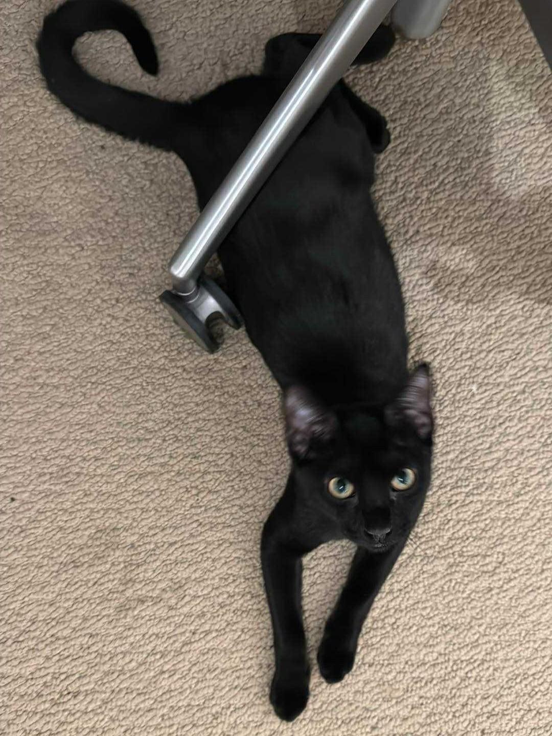 Nova, a Adoptable mixed breed in Allen, TX image 3/5