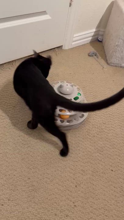 Enlarge Nova, a Adoptable mixed breed in Allen, TX video 5/5