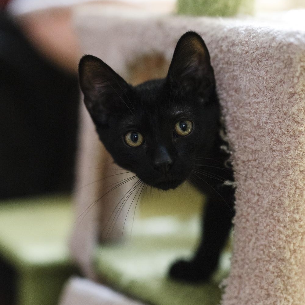 Earl, a Adoptable Domestic Short Hair in Royal Oak, MI image 4/5