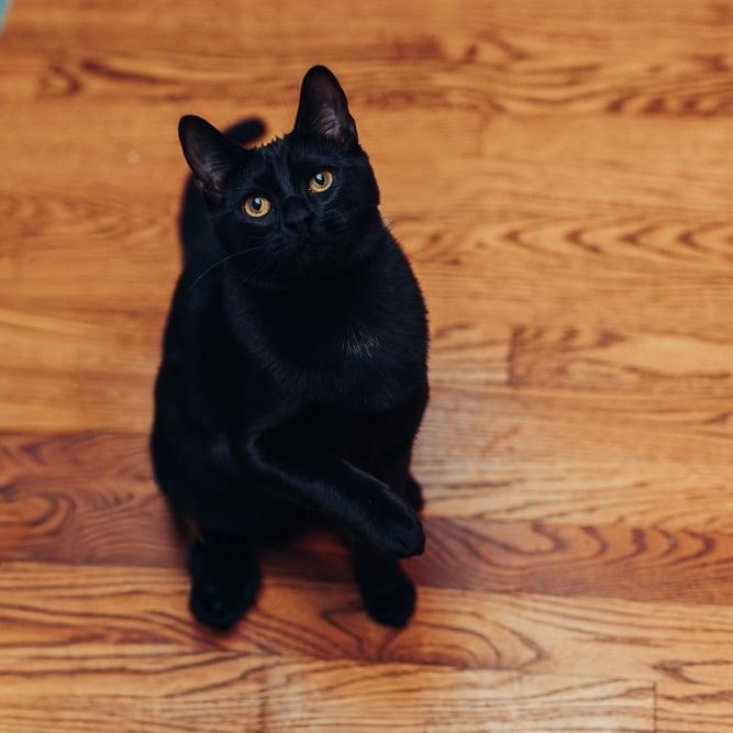 Earl, a Adoptable Domestic Short Hair in Royal Oak, MI image 3/5