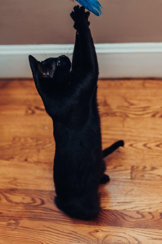 Earl, Adoptable, Kitten Male Domestic Short Hair.