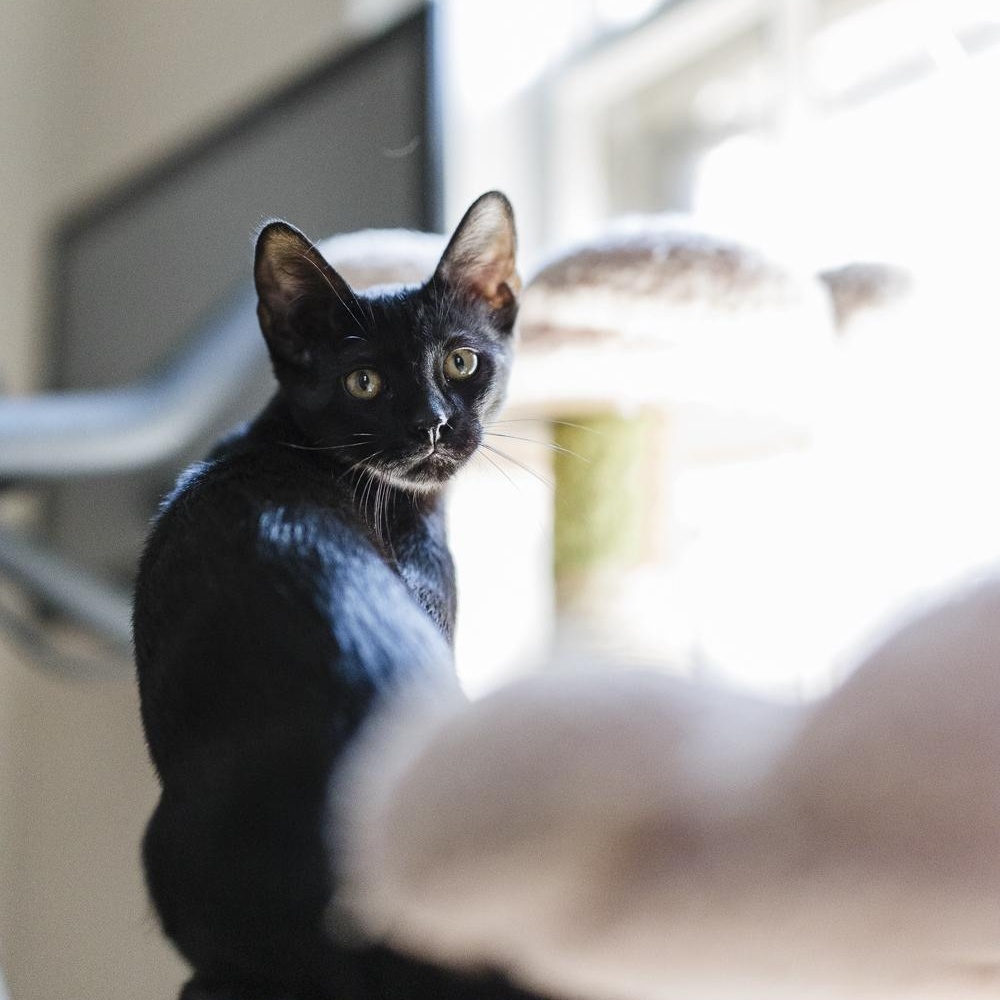 Earl, a Adoptable Domestic Short Hair in Royal Oak, MI image 5/5
