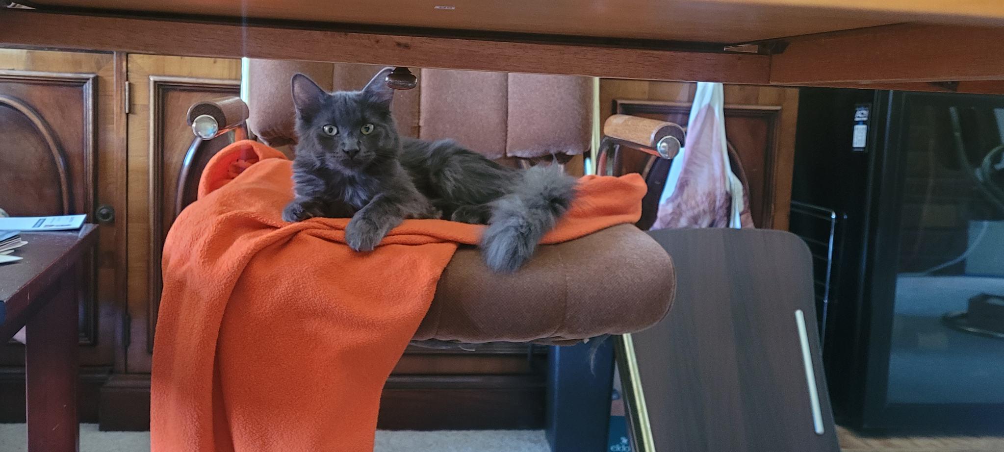 Karal - I love to be brushed, a Adoptable Domestic Medium Hair in Fountain Valley, CA image 4/6