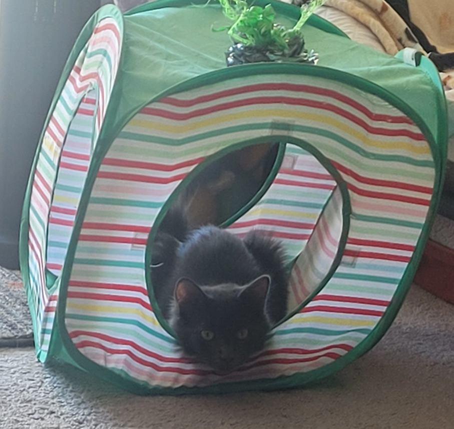 Karal - I love to be brushed, a Adoptable Domestic Medium Hair in Fountain Valley, CA image 5/6