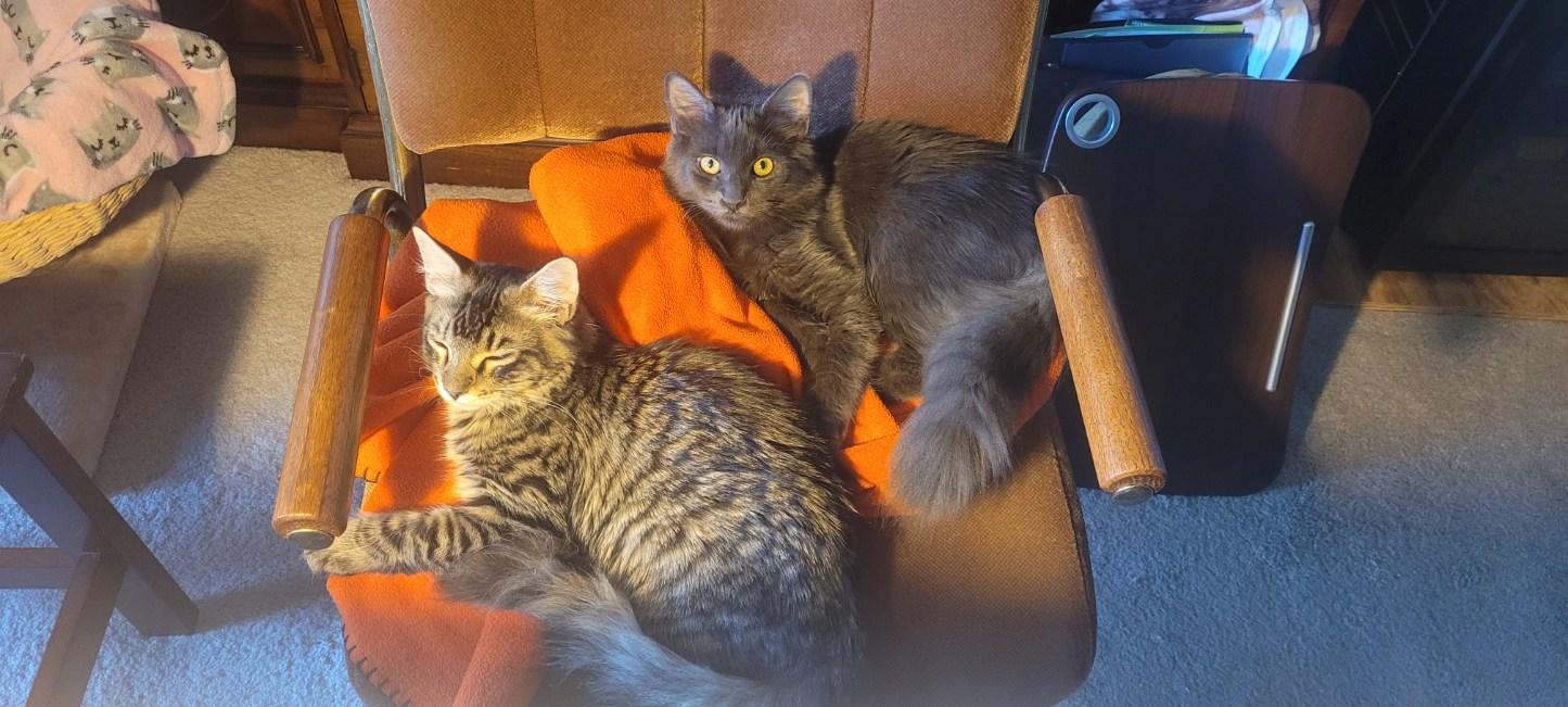 Karal - I love to be brushed, a Adoptable Domestic Medium Hair in Fountain Valley, CA image 2/6