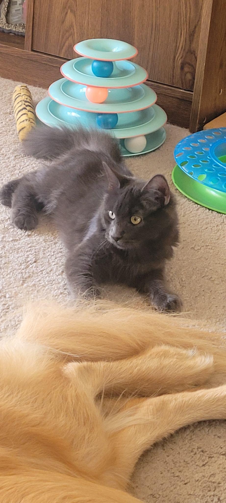 Karal - I love to be brushed, a Adoptable Domestic Medium Hair in Fountain Valley, CA image 3/6