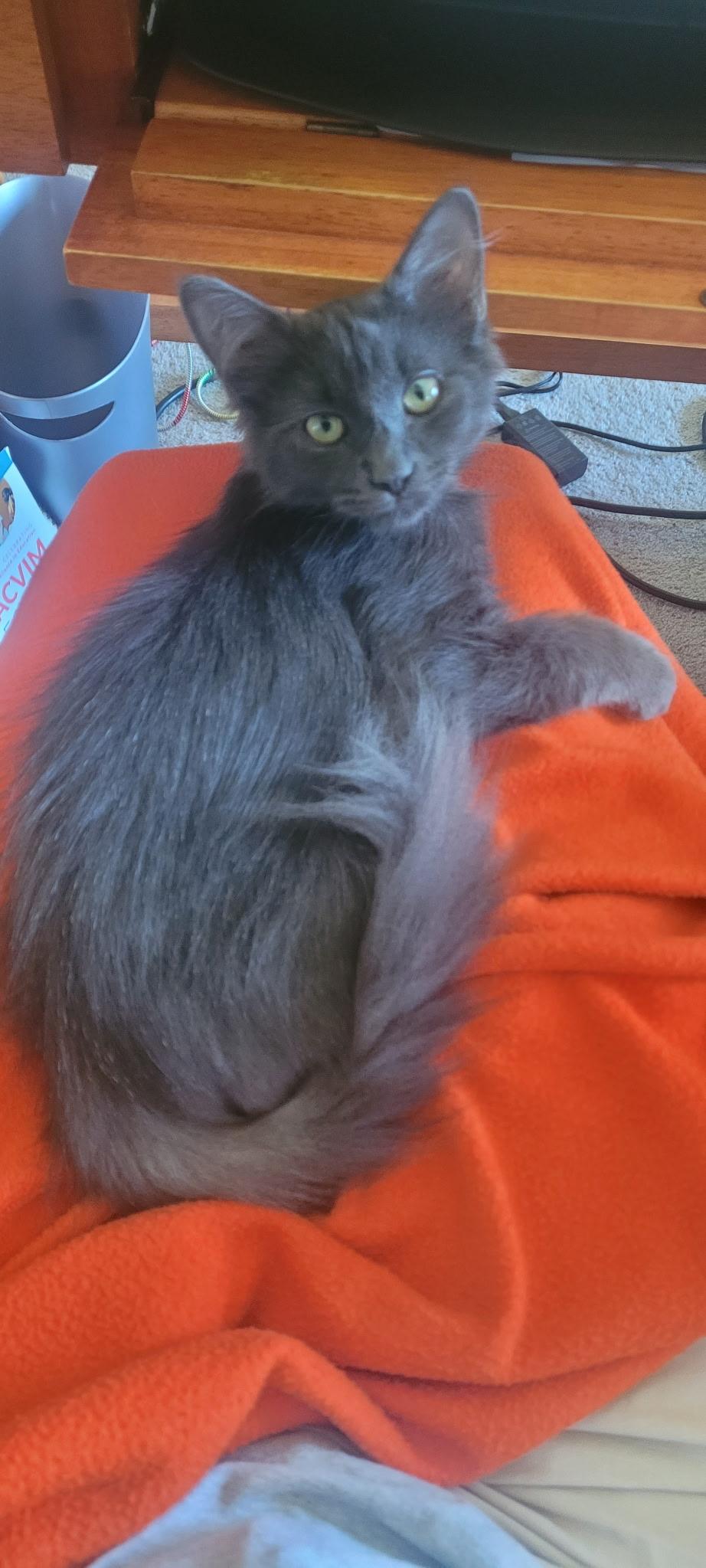 Karal - I love to be brushed, Adoptable, Young Male Domestic Medium Hair.
