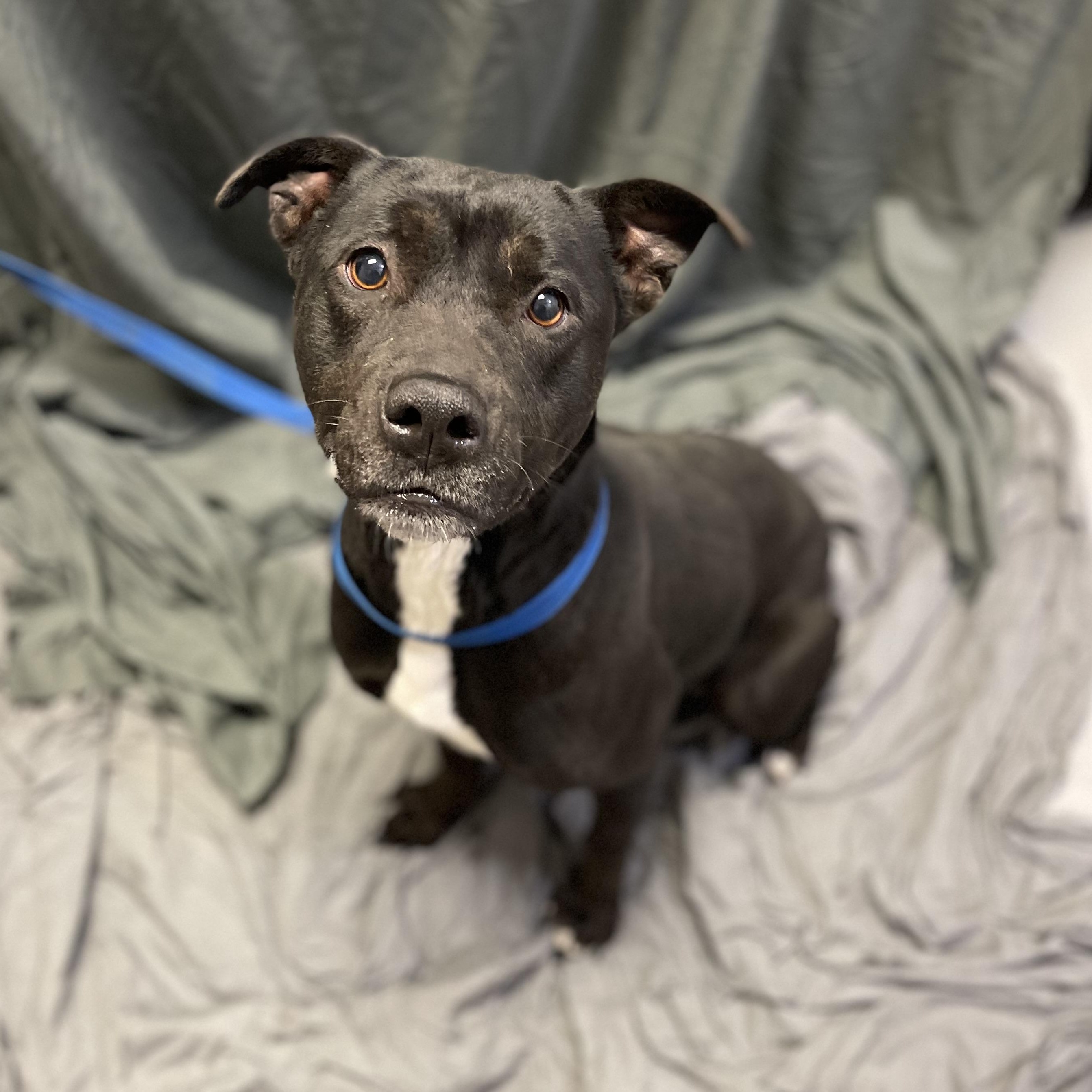 Enlarge Prada, a ADOPTABLE Pit Bull Terrier in Farmville, VA image 1/2