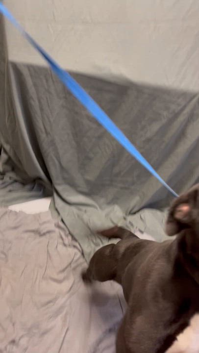 Enlarge Prada, a ADOPTABLE Pit Bull Terrier in Farmville, VA video 2/2