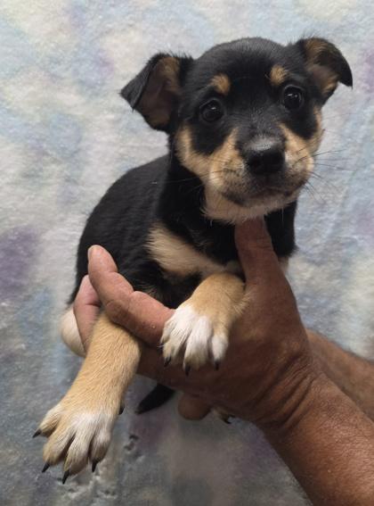 Enlarge Remi, a Adoptable mixed breed in Malvern, PA image 1/2