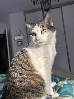 Noor, ADOPTABLE, Senior Female Domestic Short Hair.