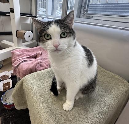 Enlarge Noor, a ADOPTABLE Domestic Short Hair in Toronto, ON image 2/3