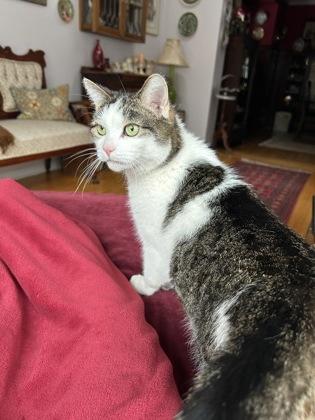 Enlarge Noor, a ADOPTABLE Domestic Short Hair in Toronto, ON image 3/3