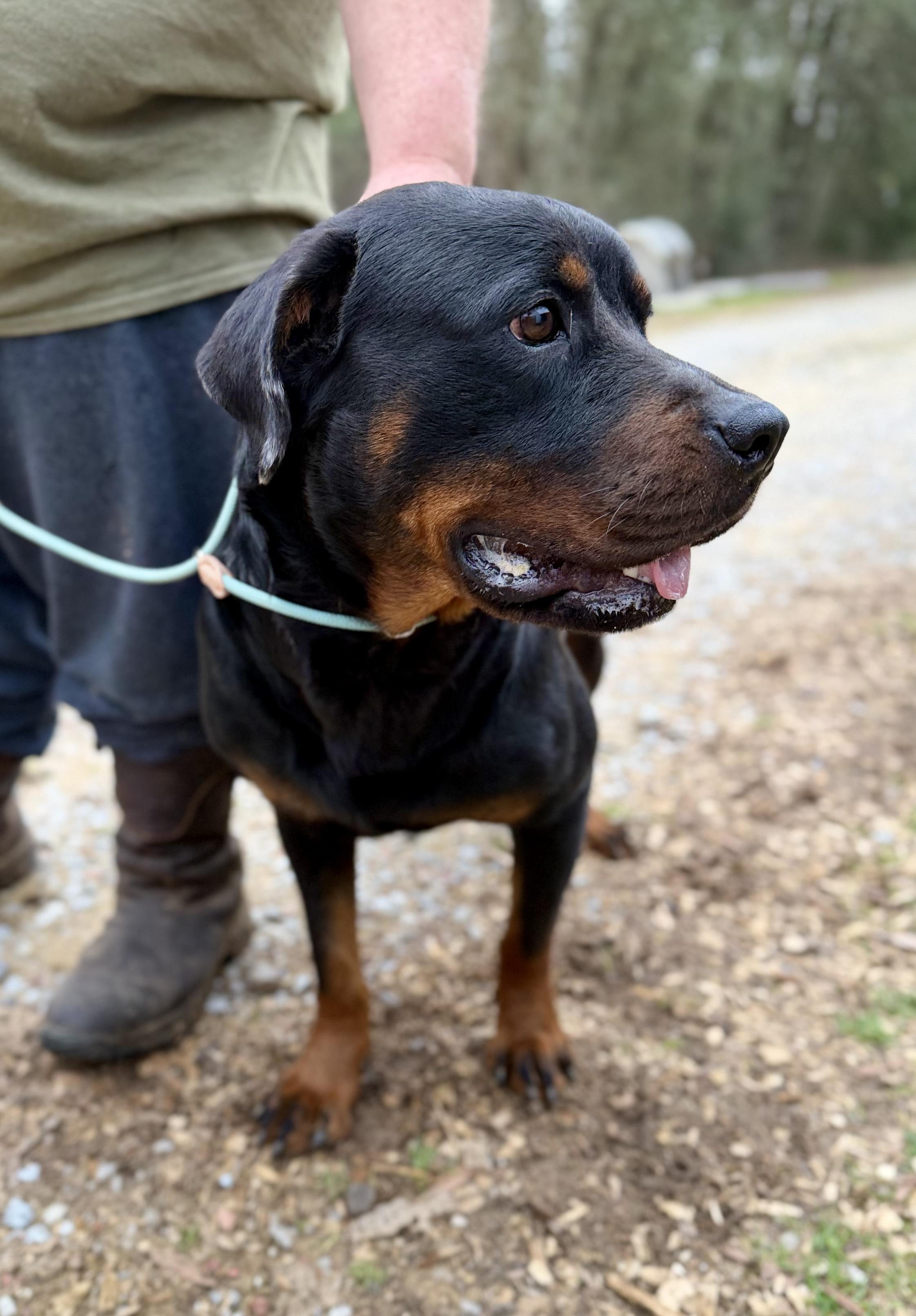 Enlarge LAYLA , a Adoptable Rottweiler in Brattleboro, VT image 6/6