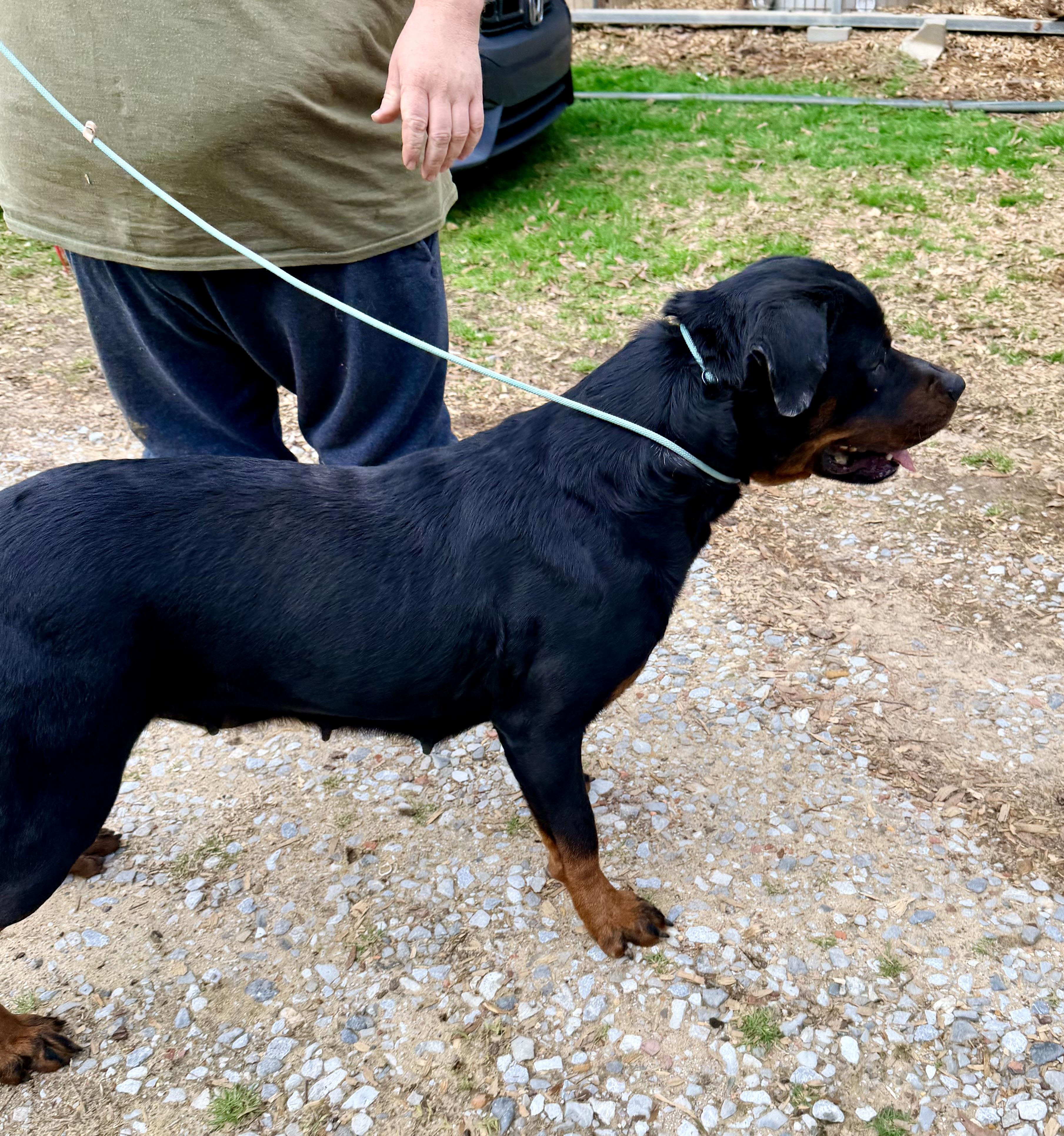 Enlarge LAYLA , a Adoptable Rottweiler in Brattleboro, VT image 5/6