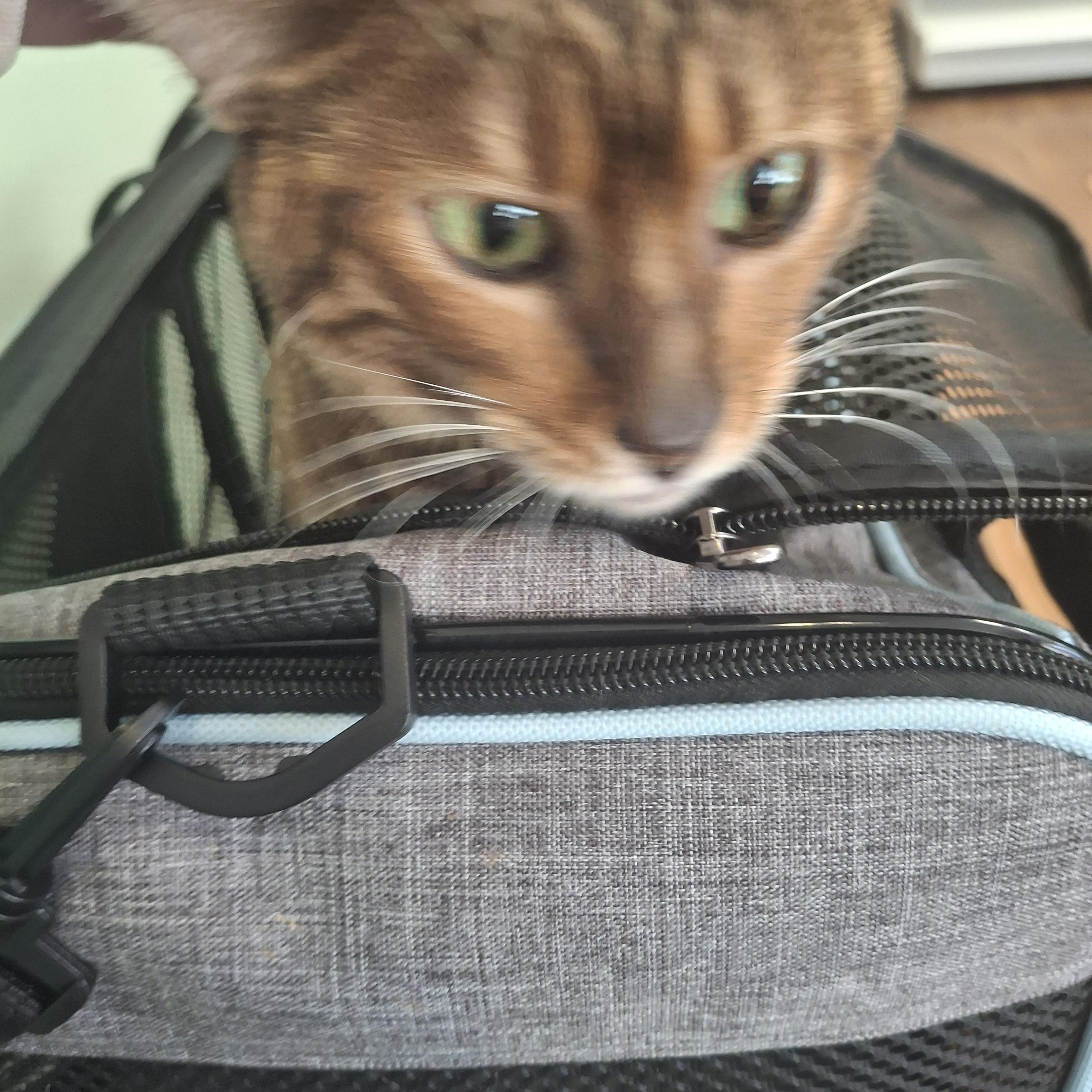 Peppermint, an adoptable Toyger in Lawrenceville, GA, 30044 | Photo Image 3