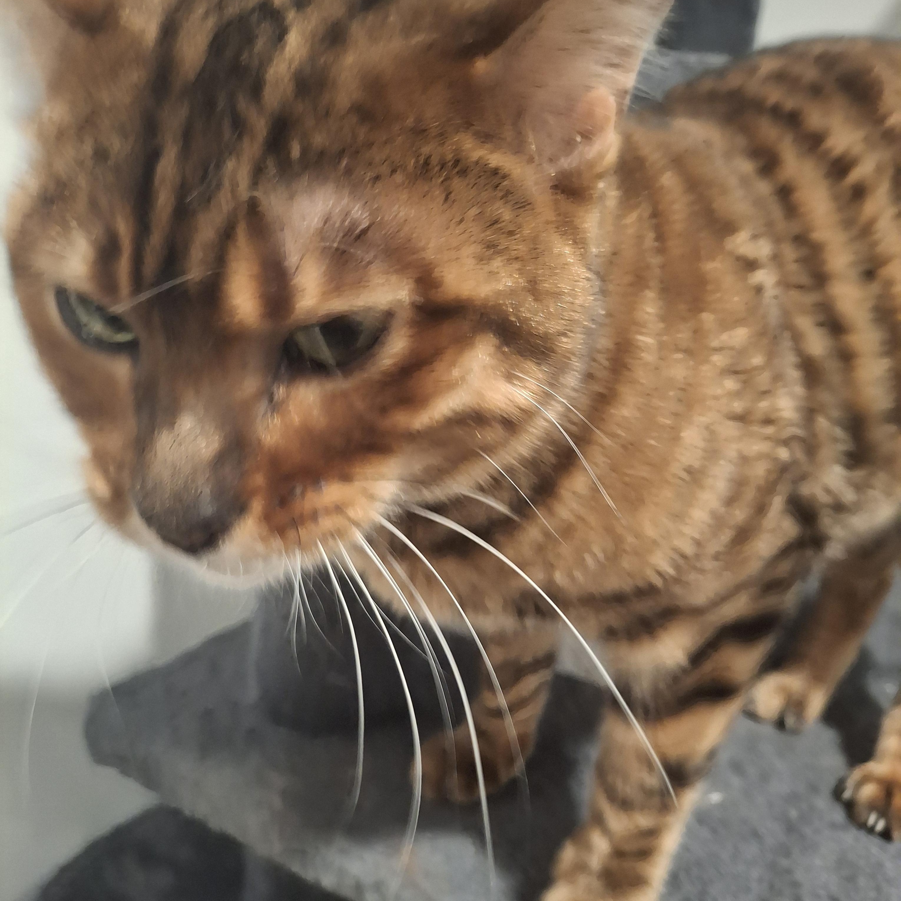 Peppermint, an adoptable Toyger in Lawrenceville, GA, 30044 | Photo Image 2