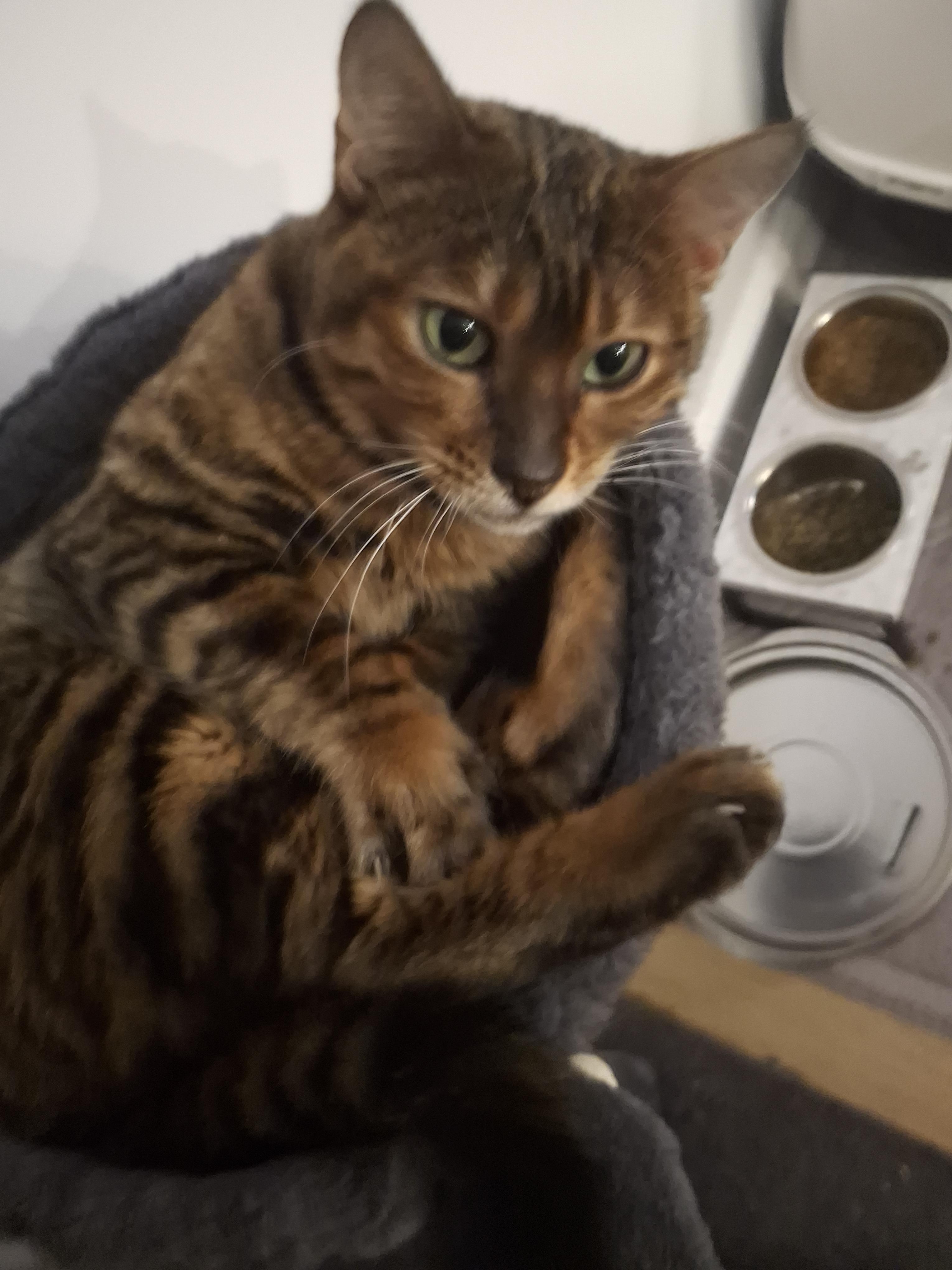 Peppermint, an adoptable Toyger in Lawrenceville, GA, 30044 | Photo Image 4