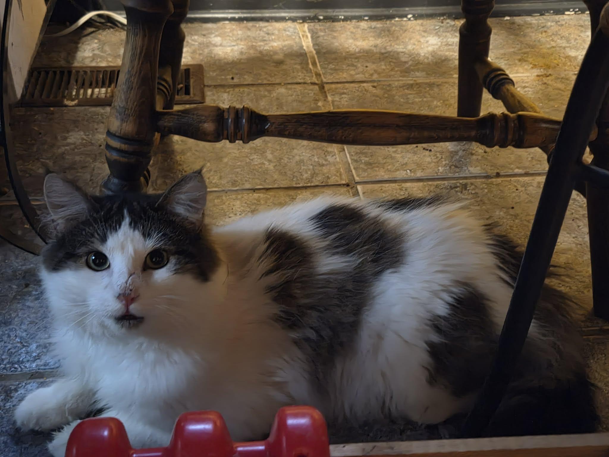 Enlarge Lucky, a ADOPTABLE Tabby in Ashton, ON image 3/3