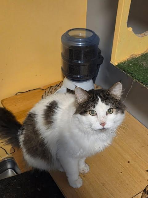 Enlarge Lucky, a ADOPTABLE Tabby in Ashton, ON image 2/3