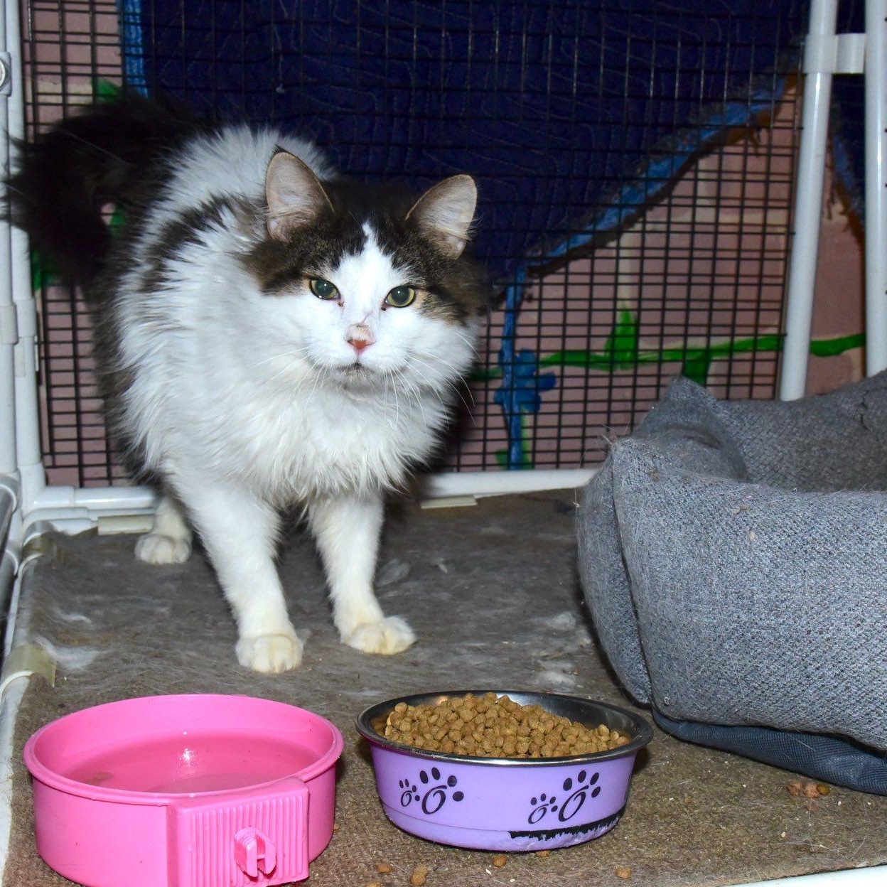 Lucky, ADOPTABLE, Adult Male Tabby.