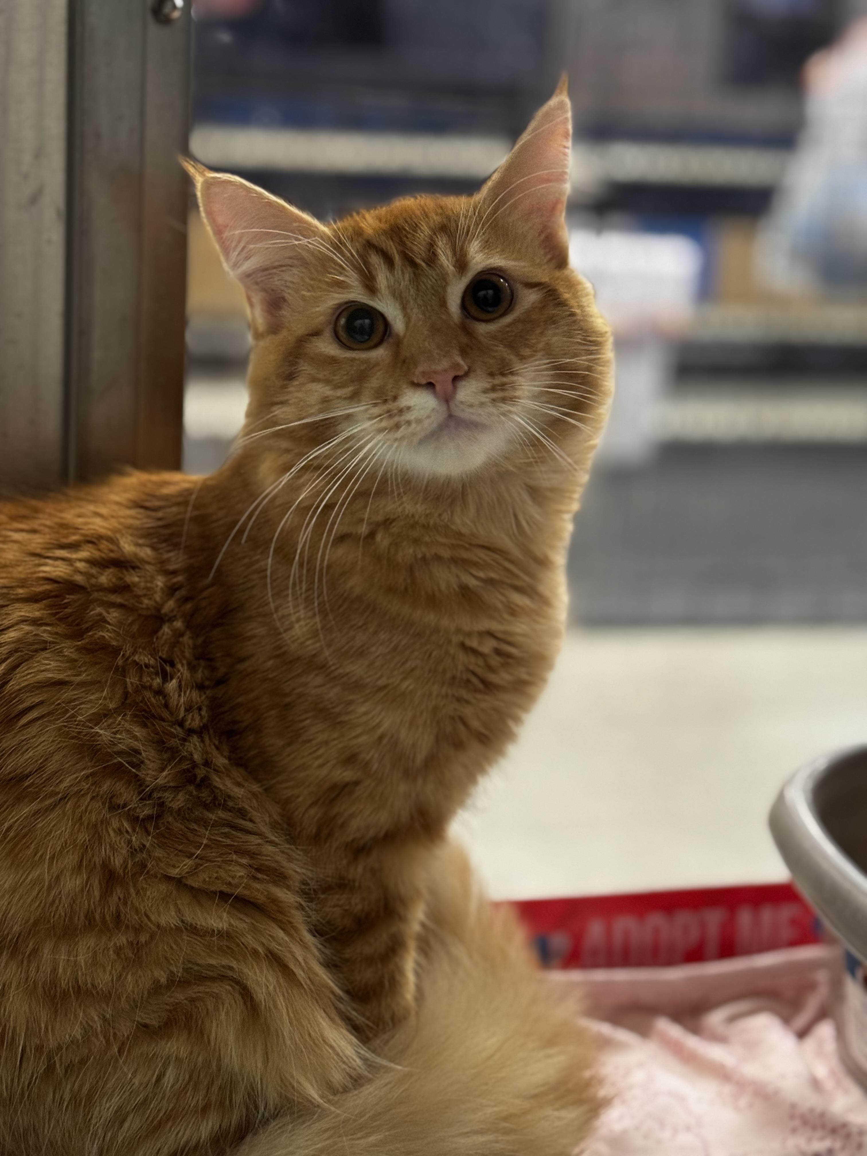 Enlarge George and Fred, a ADOPTABLE Domestic Short Hair in Auburn, WA image 1/2