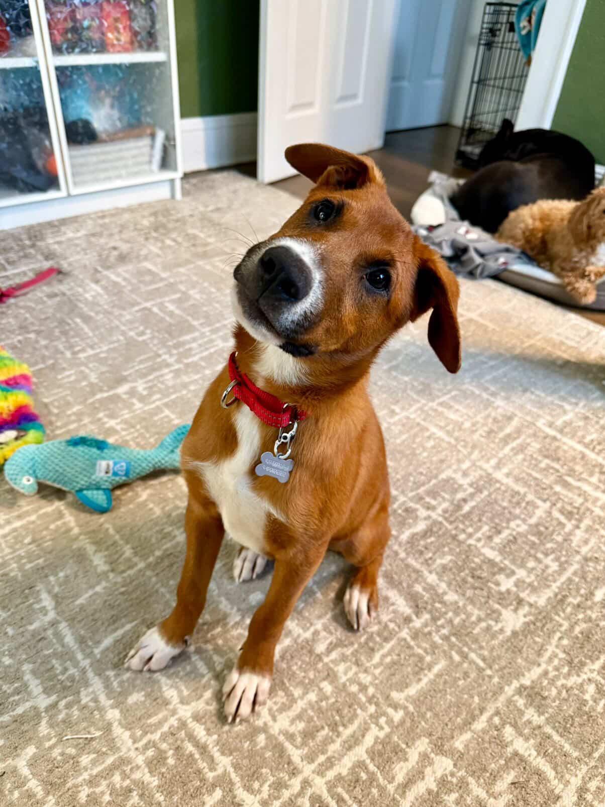 Elfie, Adoptable, Puppy Male Mixed Breed.